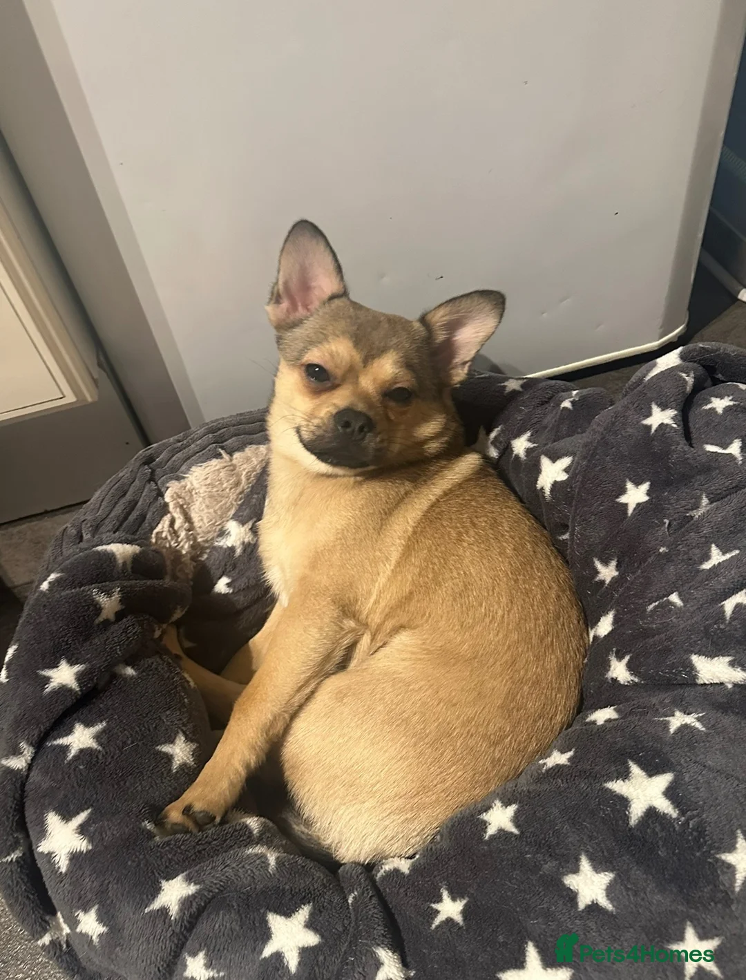 Mixed Breed dogs for sale: Jackson, 2 Year old french pom💙 in London - Advert 3