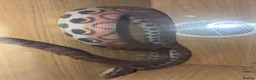 Boa Snake reptiles for sale: Brazilian Rainbow Boa - Advert 3