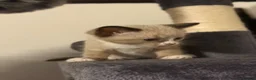 Snowshoe cats for sale: Snowshoe kitten  - Advert 2