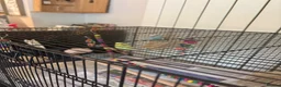 Budgerigars birds for sale: Mixed budgie pair with cage, accessories, stand - Advert 2