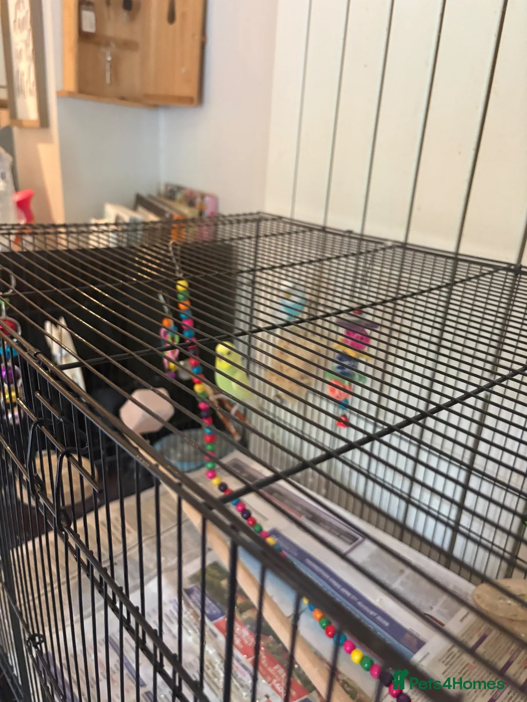 Budgerigars birds for sale: Mixed budgie pair with cage, accessories, stand - Advert 2
