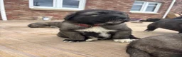 Caucasian Shepherd Dog dogs for sale: Caucasian shepherd pups. Final litter - Advert 25