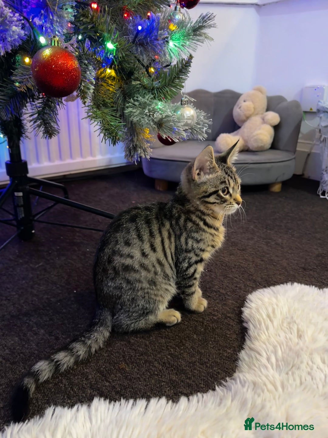 Mixed Breed cats for sale: Tabby 4 M kitten female - Advert 1