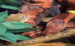 Frog reptiles for sale: 🐸 White’s Tree Frogs + Full Set-Up 🐸 - Image 4