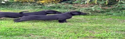 Labrador Retriever dogs for sale: Black, working line Labrador pups ready - Advert 2