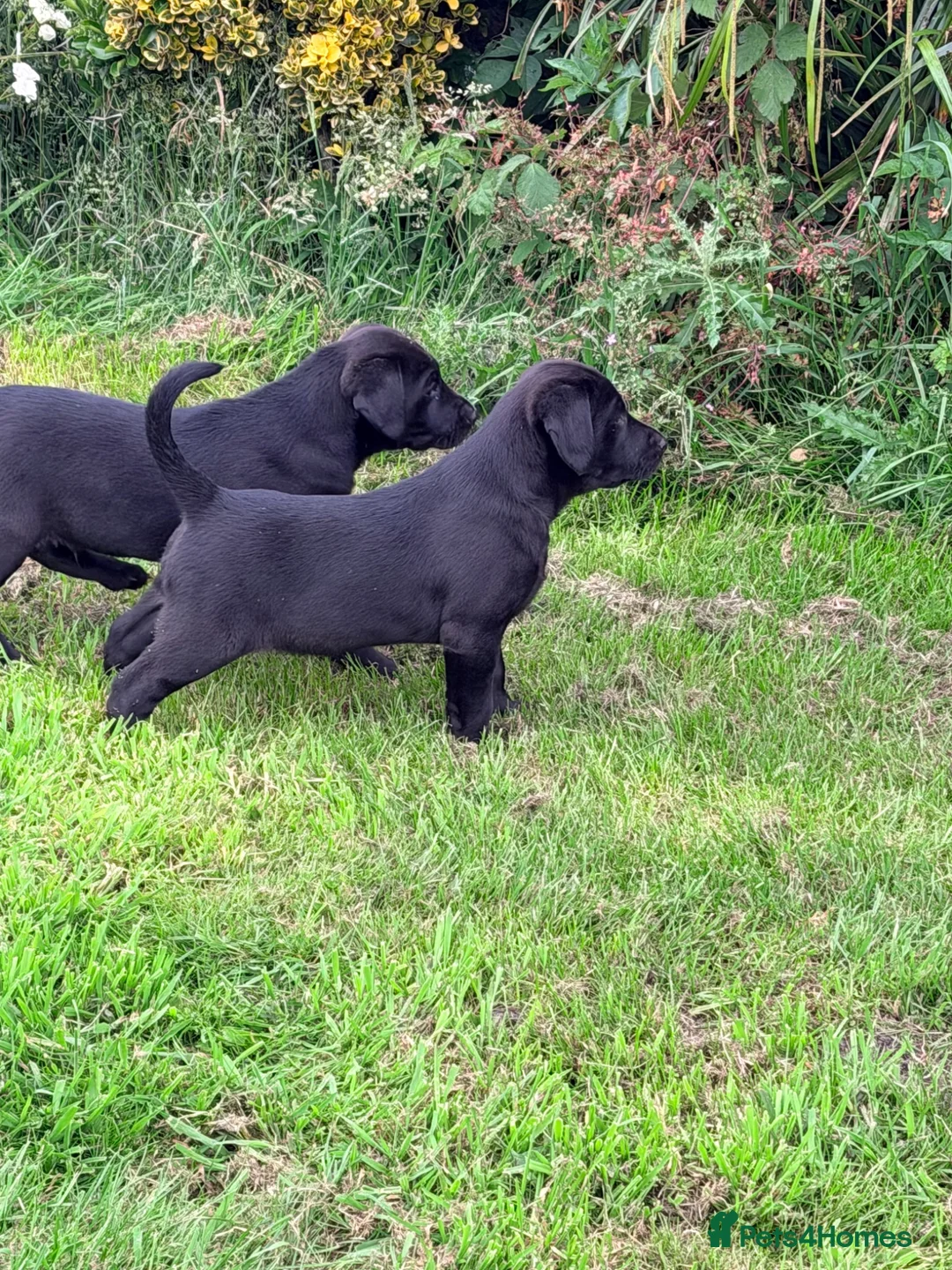 Labrador Retriever dogs for sale: Black, working line Labrador pups ready - Advert 2