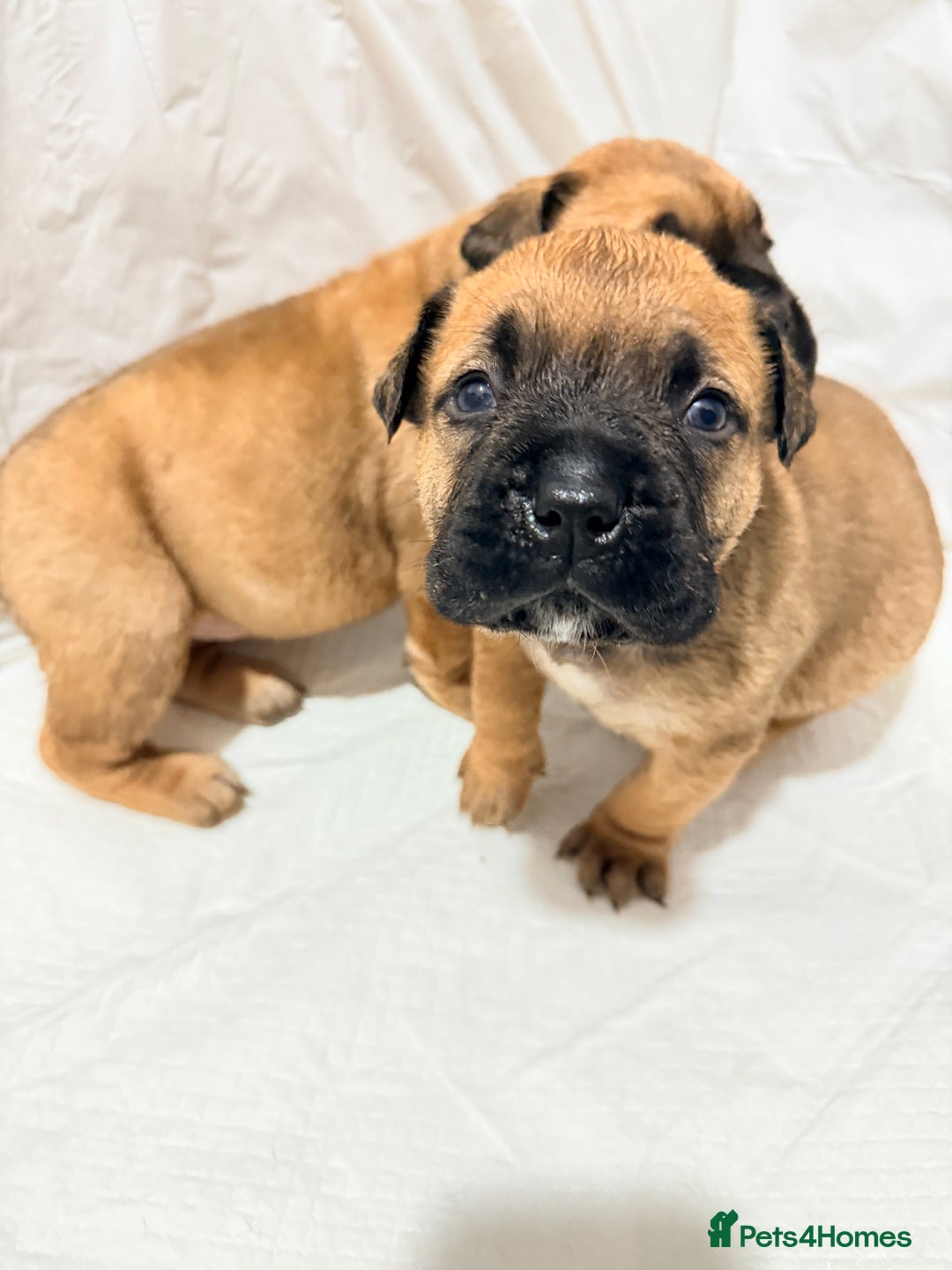 Bullmastiff dogs for sale: Bullmastiff puppies for sale - Advert 5