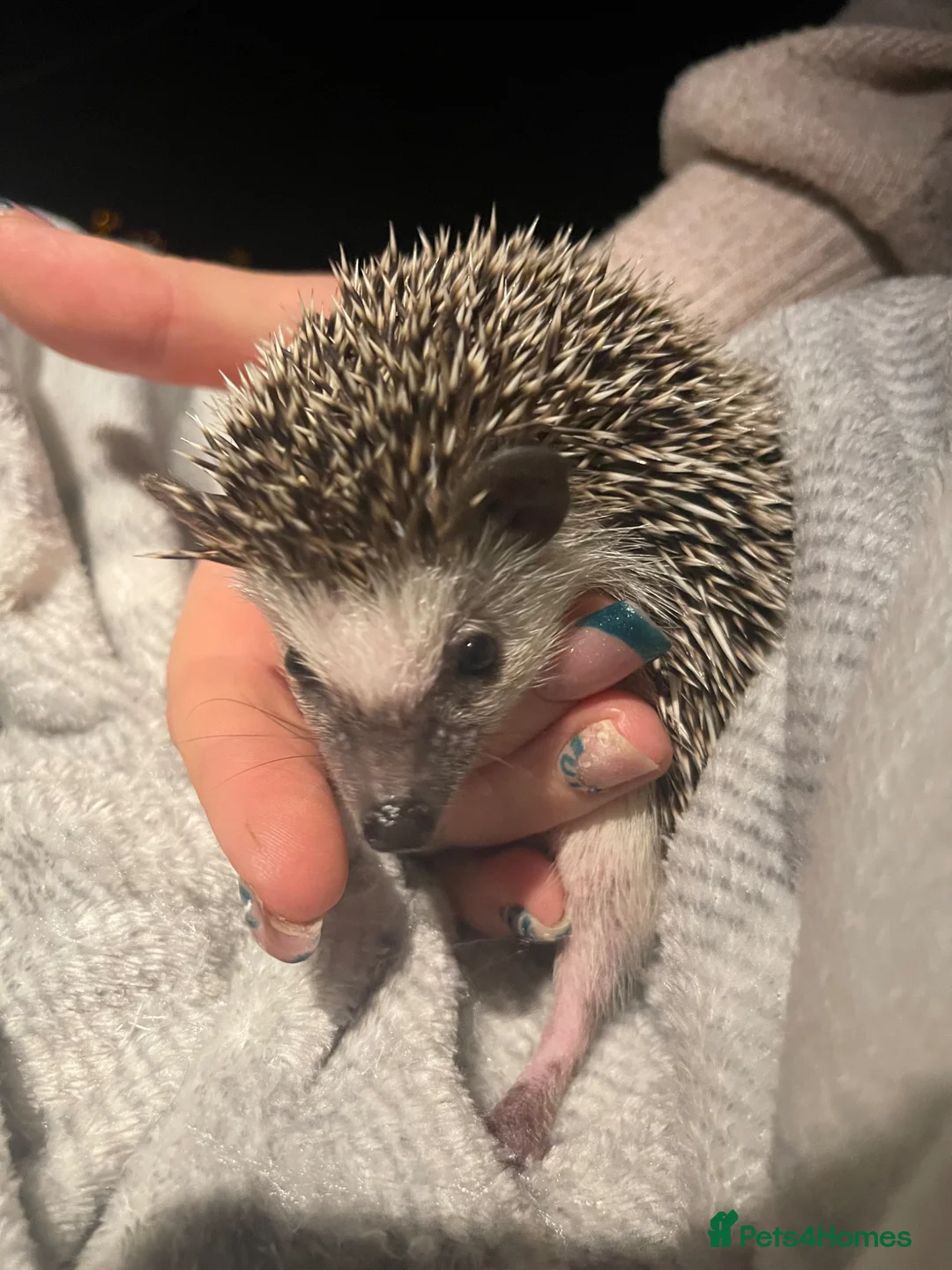 Pygmy Hedgehog rodents for sale: Beautiful boy Pygmy hedgehog  in Lichfield - Advert 2