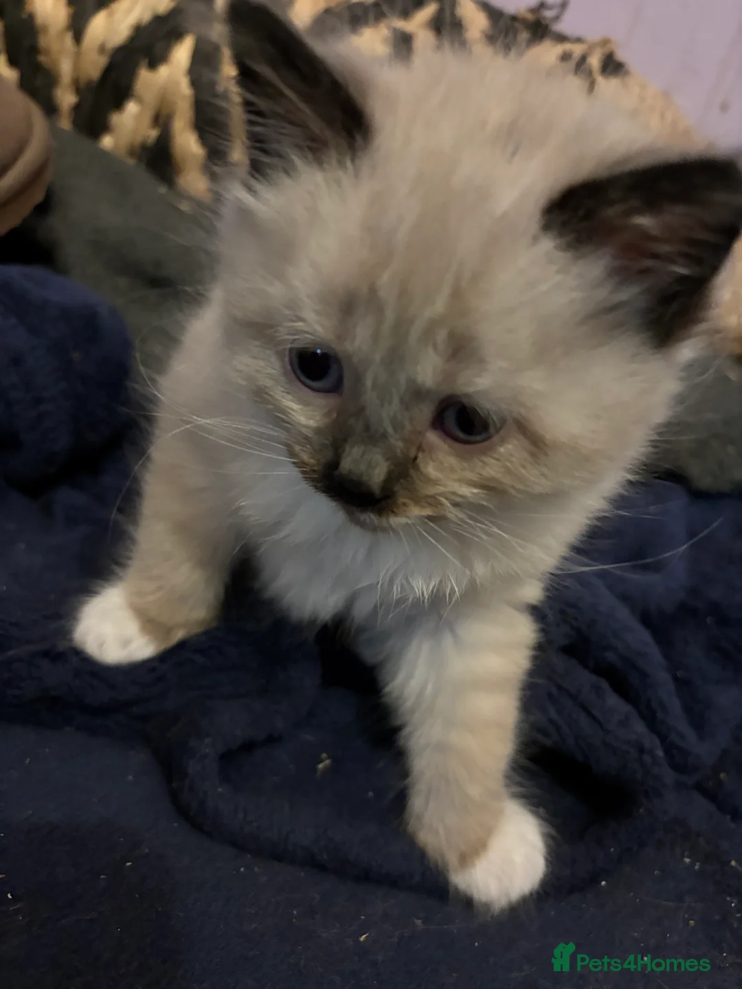 Mixed Breed cats for sale: ❤️Ready on 14th Jan! ragdoll/British blue  - Advert 3