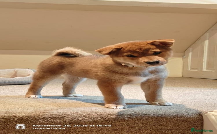 Japanese Shiba Inu dogs 🐕Health tested Pure KC Japanese Shiba Inu Puppies - Advert 3