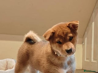 Japanese Shiba Inu dogs 🐕Health tested Pure KC Japanese Shiba Inu Puppies - Advert 3