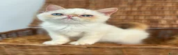 Exotic cats for sale: Stunning exotic kittens high quality m - Advert 8