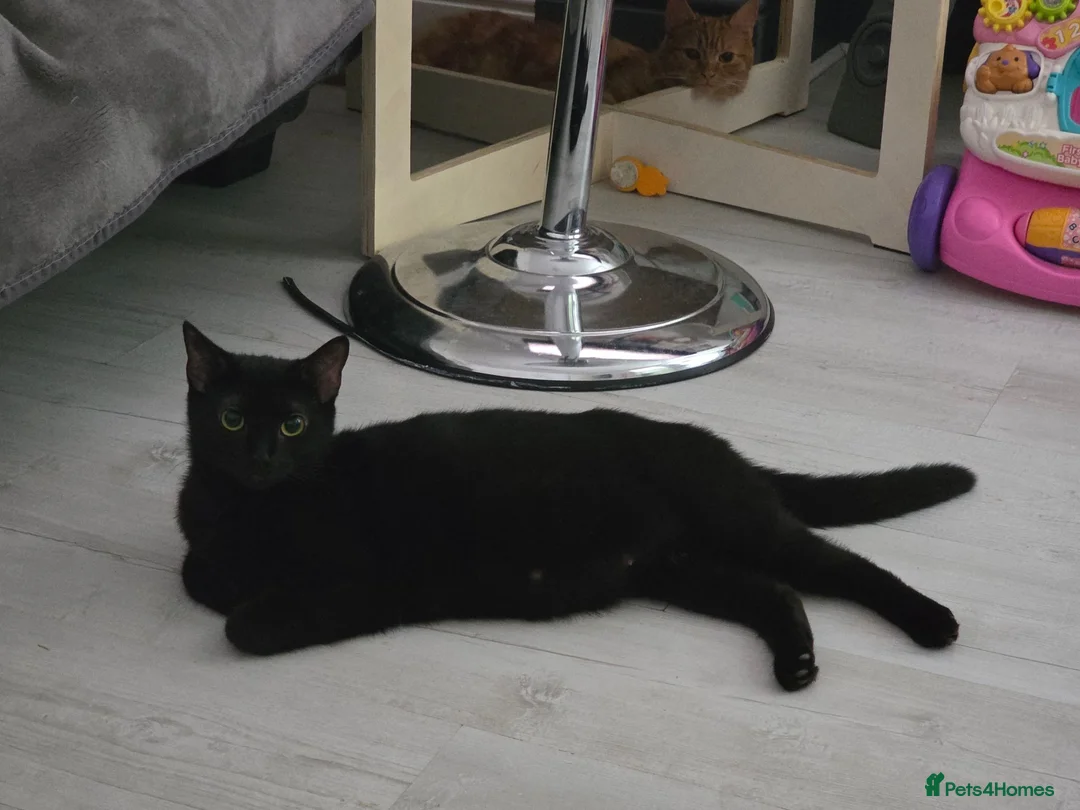 Mixed Breed cats for sale: 3 kittens  - Advert 1