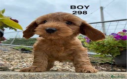 Cockapoo dogs for sale: 1 COCKAPOO BOY AVAILABLE! - Image 4