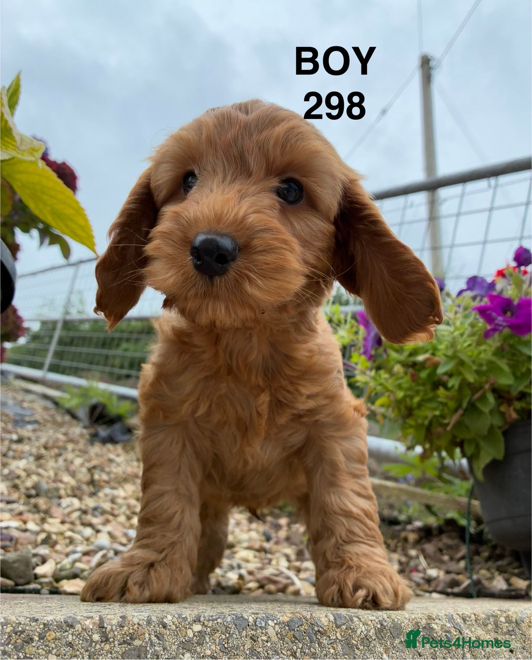 Cockapoo dogs for sale: 1 COCKAPOO BOY AVAILABLE! - Image 4