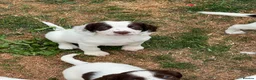 English Springer Spaniel dogs for sale: HEALTH TESTED QUALITY ENGLISH SPRINGER SPANIELS  - Advert 25