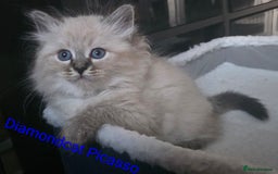 Siberian cats for sale: Champion blood, 5 Gen pedigree, loving kittens - Image 4