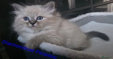 Siberian cats - Advert 2