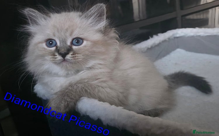 Siberian cats - Advert 1