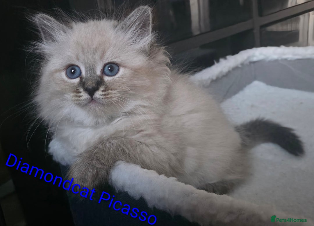 Siberian cats for sale: Champion blood, 5 Gen pedigree, loving kittens - Image 4