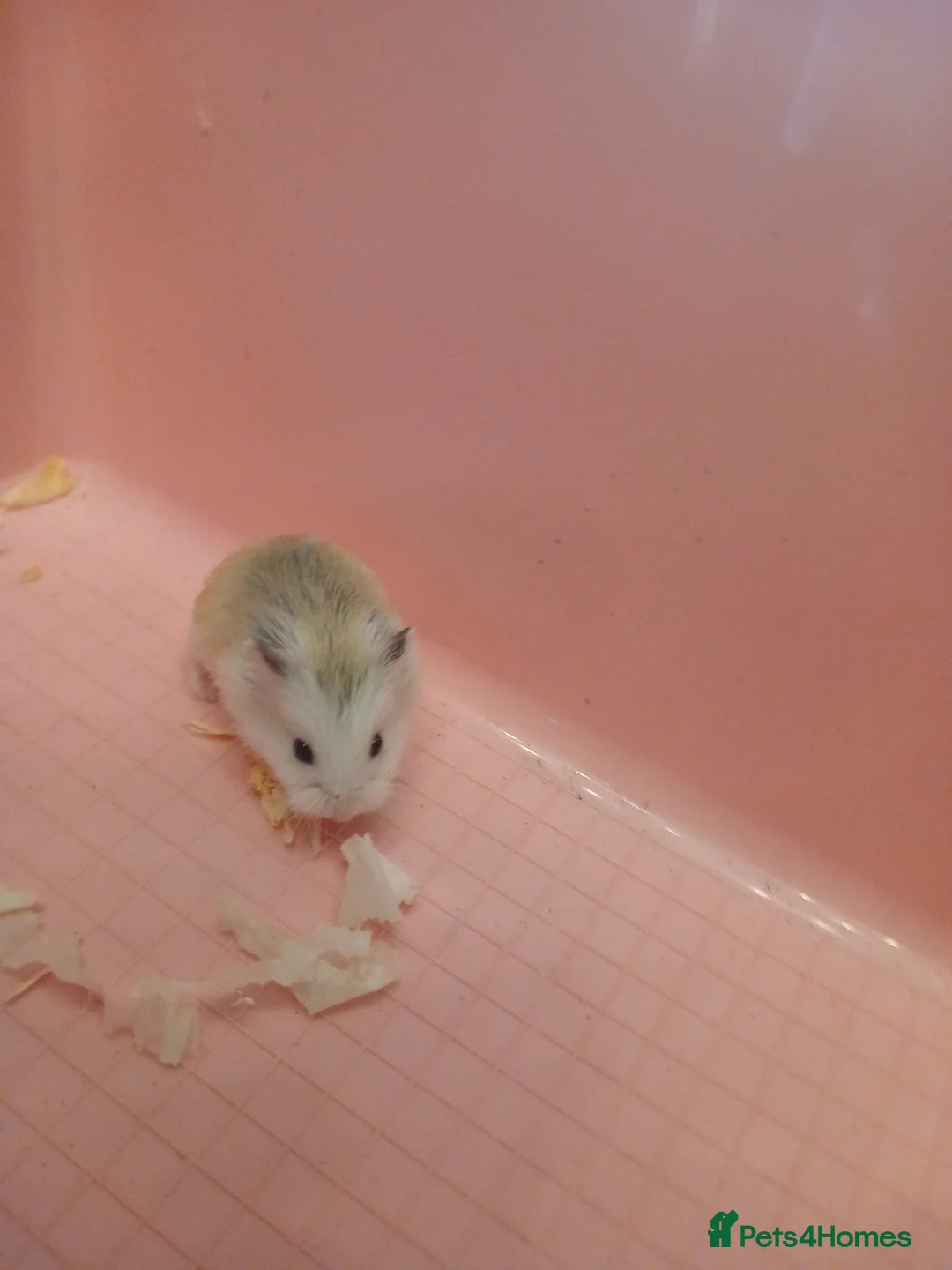 Hamster rodents for sale: Hamster  - Advert 3