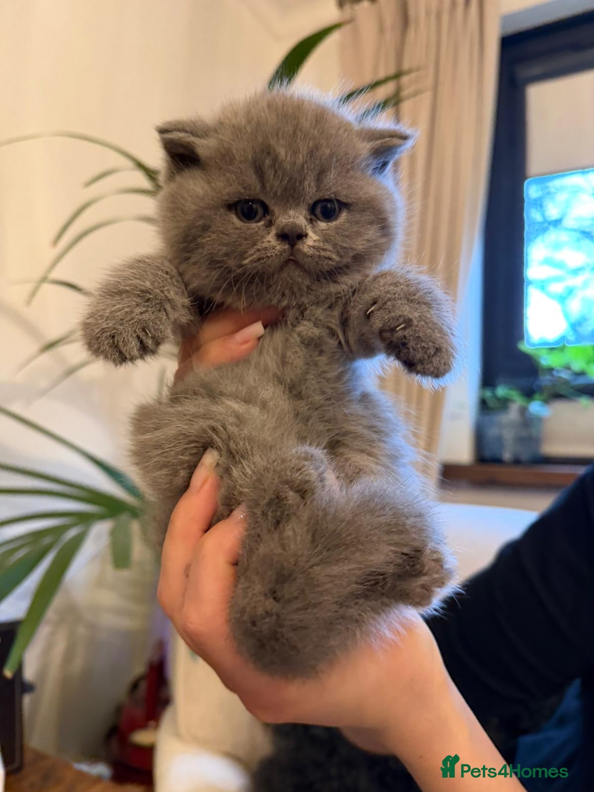 British Shorthair cats  GEORGEOUS BRITISH SHORTHAIR BLUE KITTENS - Advert 1