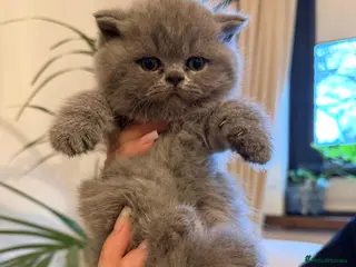 British Shorthair cats GEORGEOUS BRITISH SHORTHAIR BLUE KITTENS - Advert 1