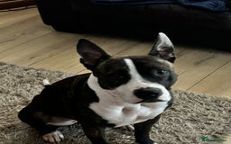 Mixed Breed dogs for sale: 2 dogs FTGH - Image 4