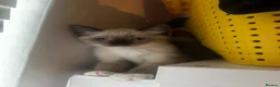Snowshoe cats for sale: Beautiful Snowshoe Kittens – Ready to Leave Now - Advert 4