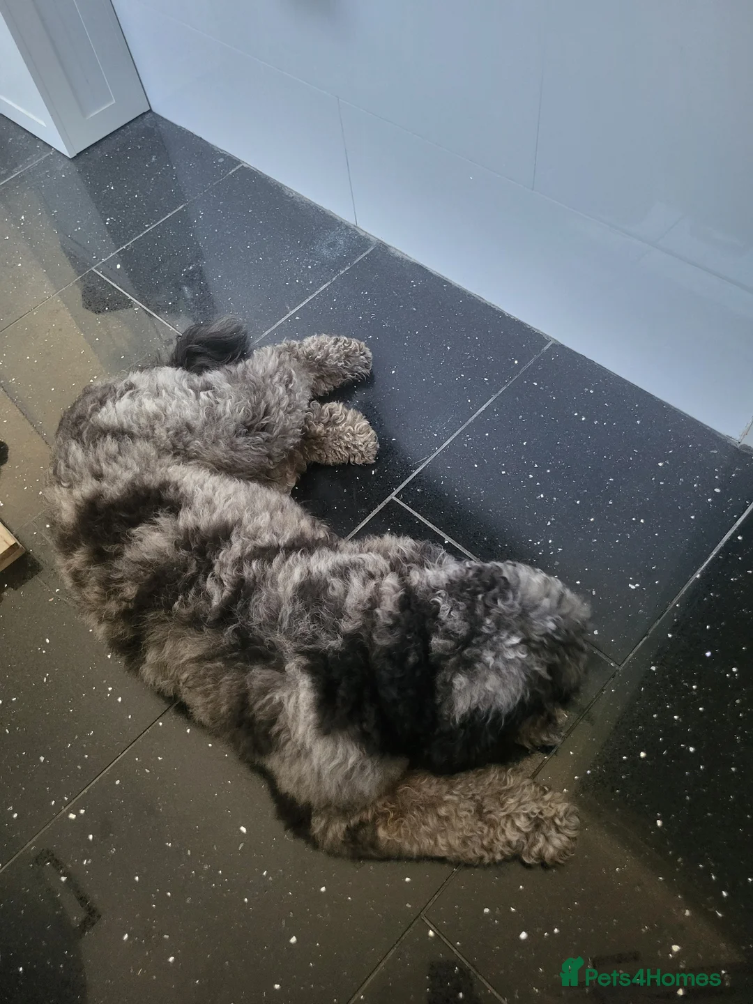 Cavapoo dogs for stud: Extensively DNA tested CAVAPOO Stud  - Advert 5