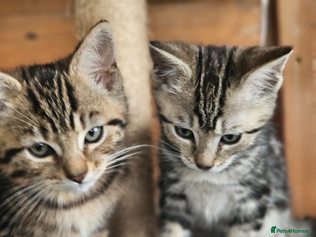 Bengal cats for sale: Adorable Half Bengal Kittens - Image 4