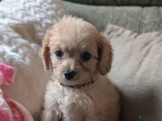 Cavapoo dogs Last Boy F1 Toy Cavapoo Puppy - Advert 3