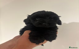 Cockapoo dogs for sale: Black cockapoo puppies  - Image 5