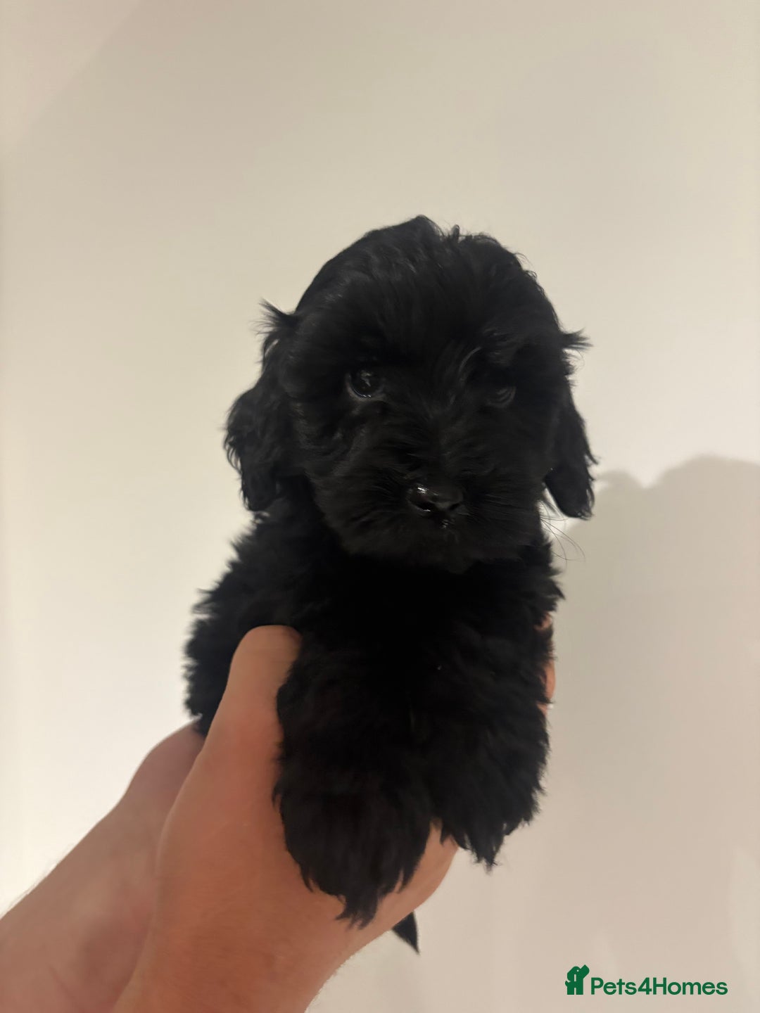 Cockapoo dogs for sale: Black cockapoo puppies  - Image 5