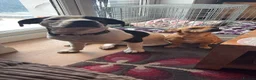 Mixed Breed dogs for sale: Beautiful 6 month old boy for rehoming.  - Advert 3
