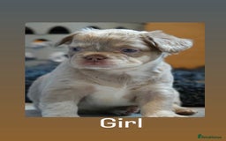 French Bulldog dogs for sale: Fluffy French bulldog  - Image 1