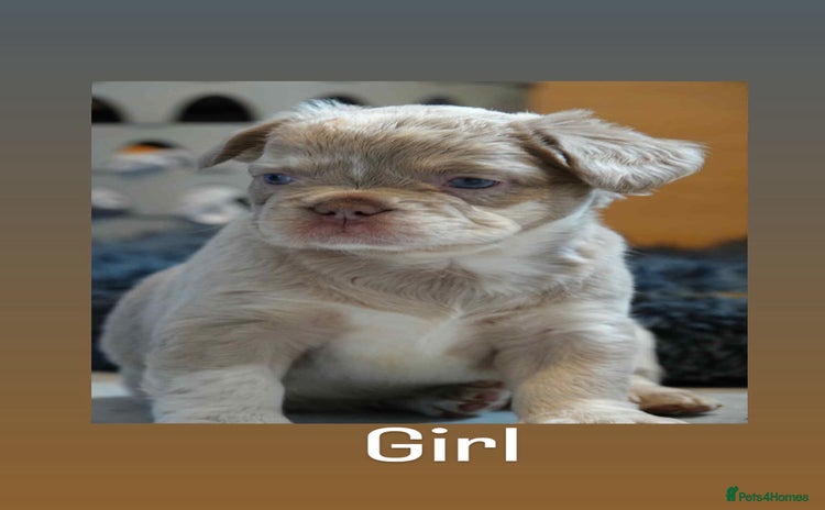French Bulldog dogs - Advert 13