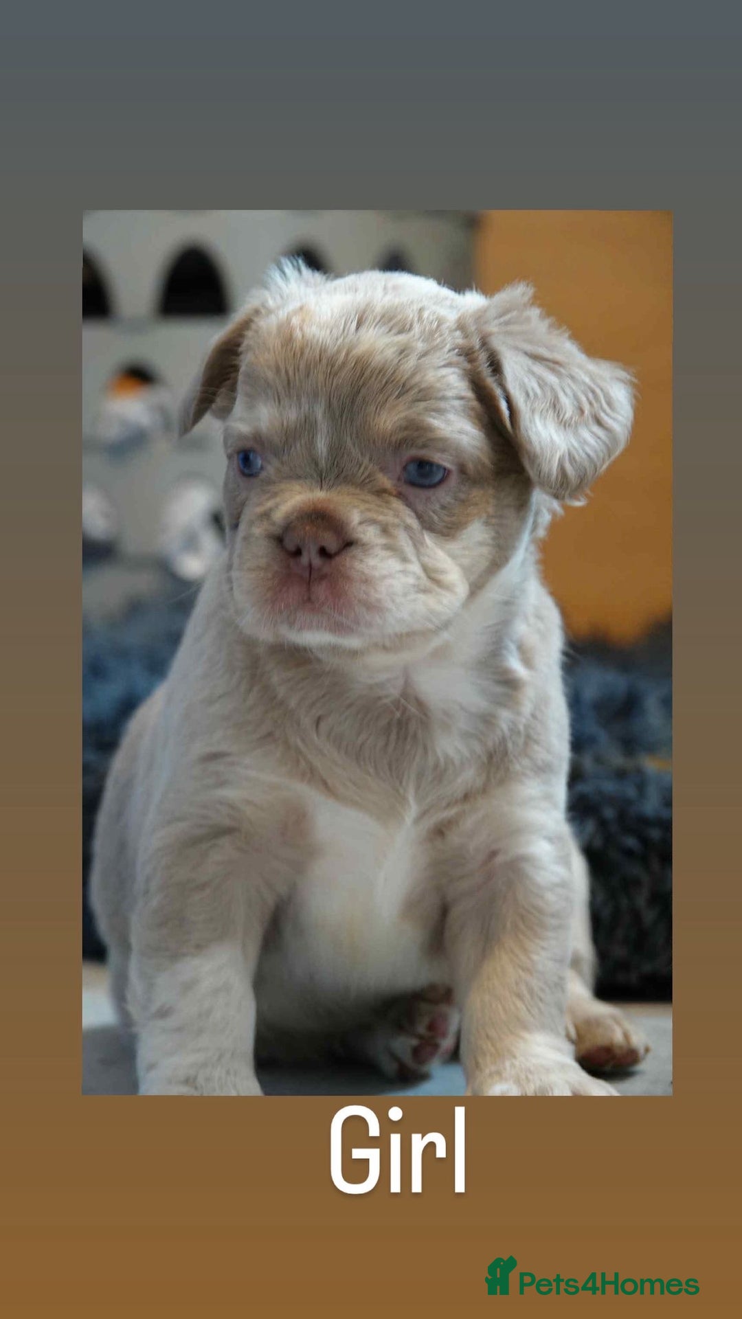 French Bulldog dogs for sale: Fluffy French bulldog  - Image 1