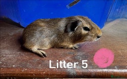 Guinea Pig rodents for sale: Baby Guinea Pigs For Sale - Image 13