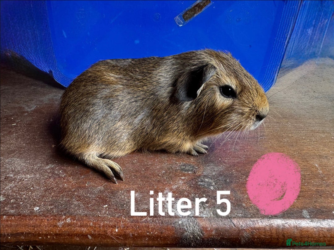 Guinea Pig rodents for sale: Baby Guinea Pigs For Sale - Image 13