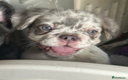 French Bulldog dogs for sale: Fluffy Frenchie - male (Yoda) - Reduced🔥🐾Ready Now🔥🐾Fluffy French bulldogs🔥🐾 - Image 8