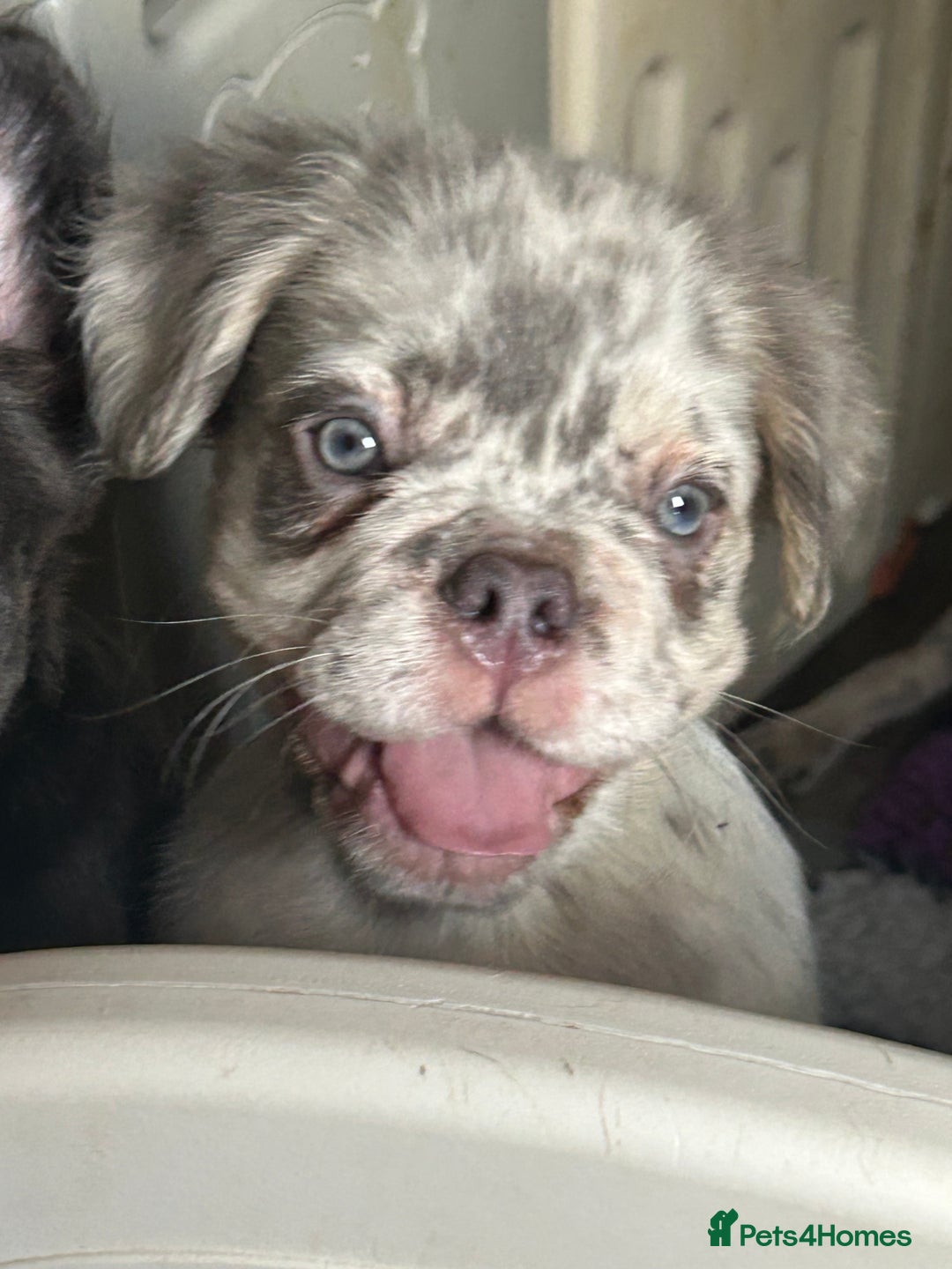 French Bulldog dogs for sale: Fluffy Frenchie - male (Yoda) - Reduced🔥🐾Ready Now🔥🐾Fluffy French bulldogs🔥🐾 - Image 8