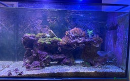 Other/Mixed Breed fish for sale: Marine fish and set up for sale  - Image 3