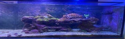 Other/Mixed Breed fish for sale: Marine fish and set up for sale  - Advert 3
