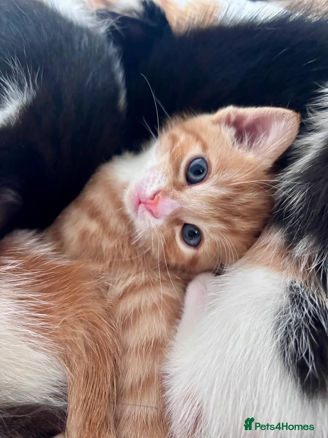 Mixed Breed cats for sale: Rare Maine Coon Siamese cross kittens 🐾  - Advert 9