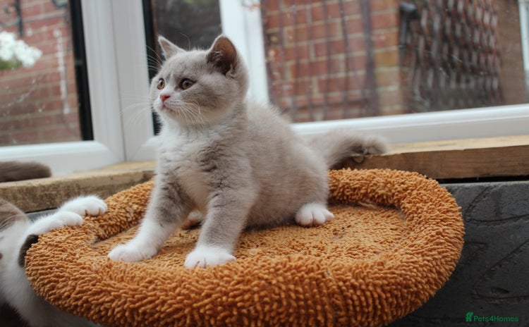 British Shorthair cats - Advert 13