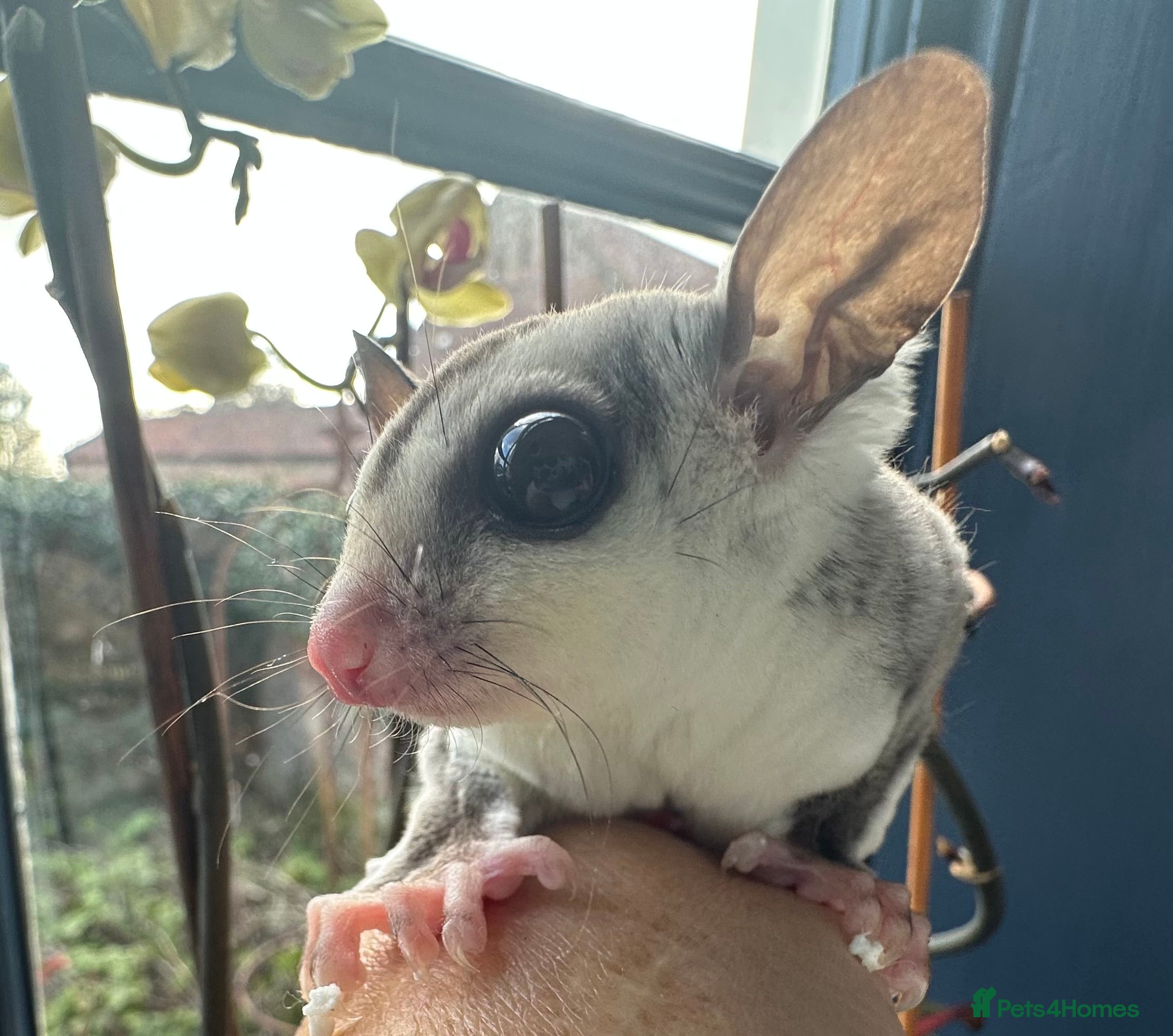 Sugar Glider rodents Sugar Gliders available to suitable homes - Advert 13