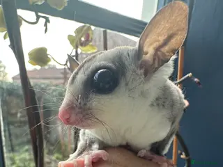 Sugar Glider rodents Sugar Gliders available to suitable homes - Advert 13