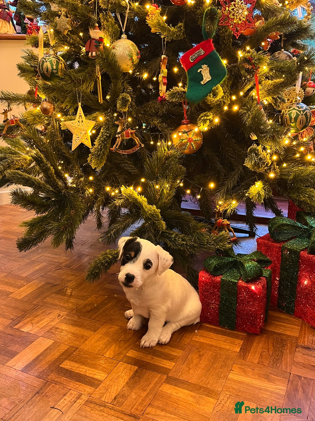 Jack Russell dogs for sale: Patchy 8 week old male broken coat terrier  - Advert 1