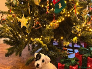 Jack Russell dogs Patchy 8 week old male broken coat terrier - Advert 5